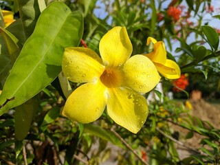 Alamanda flower (Allamanda cathartica) in the morning