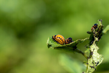 Colorado beetles, growing potatoes as a food product