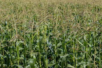 Green corn in a field in the sunny summer season