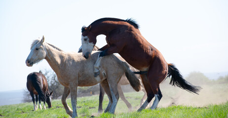 free horses. horse nature. horses. horses in the field. horse puppies. nature. natural landscape. Argentina