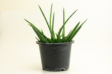 Sansevieria cylindrica in pot isolated on white. Cylindrical snake plant, Spear Sansevieria, Common Spear Plant air purifier plant indoor for minimal design.
