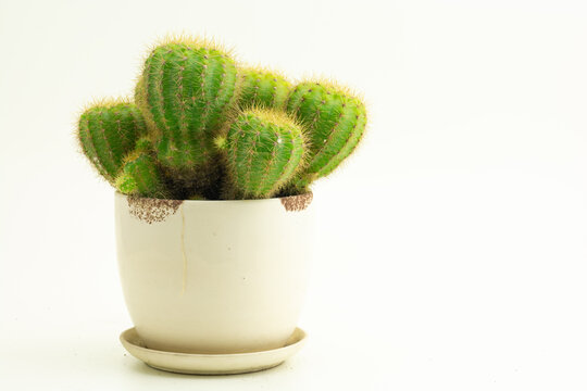 Echinopsis calochlora cactus. Group of green succulents cactus (Echinopsis calochlora) with round shapes in ceramic flowerpot isolated on white background..