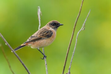 Fototapeta premium グリーンバックにお気に入りの枝にとまってくつろぐノビタキ オス