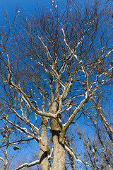 Deciduous trees in the snow in winter