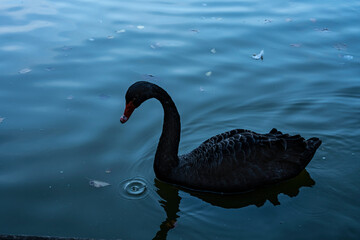 Black swan floats on the water