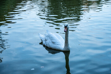 White swan floats on the water
