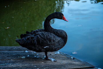 Naklejka premium Black swan near the pond