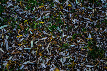 Dry leaves lie in the grass