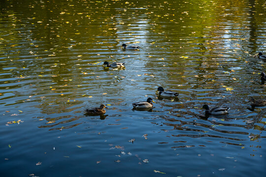 Ducks flock frolic on the water. Skein. flock of ducks