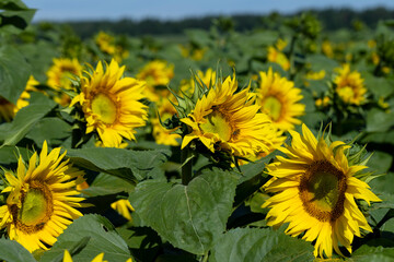 Beautiful blooming flowers sunflowers in the field