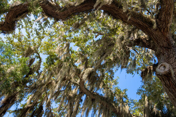 Spanish Oak Tree with Moss