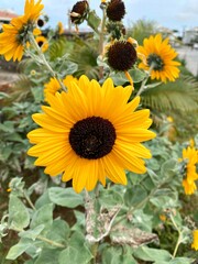sunflower and bee
