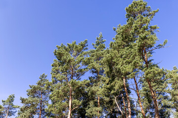 Tall trees in a pine forest illuminated by sunlight