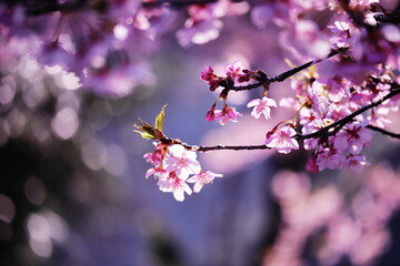 春の訪れを告げる満開の美しい桜