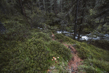 Wide-angle view of a small narrow path in a covert of a conifer taiga forest overgrown with low...