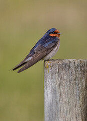 Welcome Swallow perched on a post (Hirundo neoxena) - South Australia