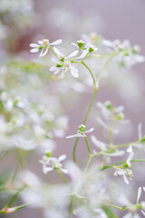 白い繊細な小さな花がかわいいユーフォルビア。目立たないが名脇役として主役の花を引き立たせる