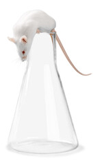White laboratory rat isolated on white background