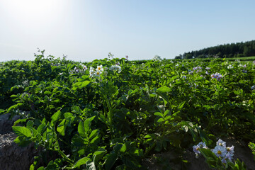 Fototapeta na wymiar Potato field with green bushes of flowering potatoes