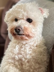 portrait of a white dog