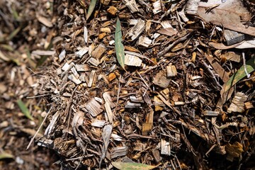 pile of wood chips in a garden
