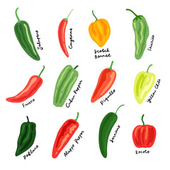 medium heat peppers illustration set. hand drawn chili illustrations - obrazy, fototapety, plakaty