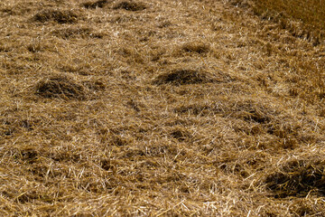 Yellow-golden straw in the field after harvesting