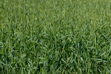 An agricultural field where green cereals grow