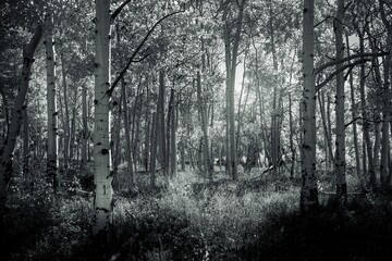 Birch tree forest with the sun passing through, grayscale shot