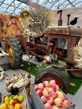 A skeleton in a straw hat sits behind the wheel of a tractor Spiders in the background Autumn leaves and overhead barn roof Rusty iron tractor Background for text about Halloween human bones
