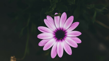 violet daisy flower