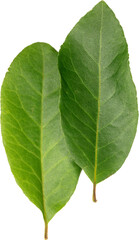 Close up and top view of two bay leaves.