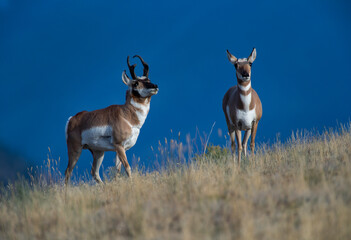 Pronghorn Rut © Chris