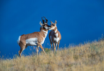 Pronghorn Rut