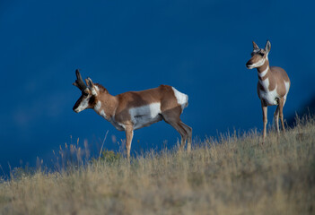 Pronghorn Rut