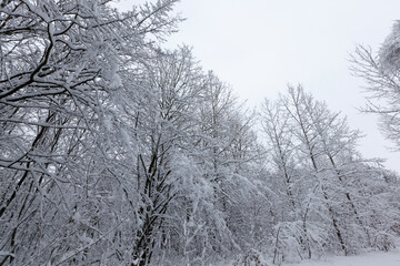 Deciduous trees in the snow in winter