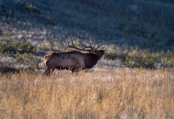 Bull Elk