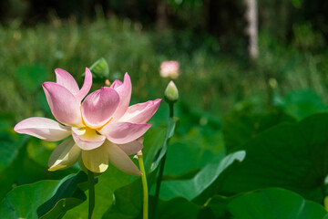 Pink lotus blossom with lotus seeds and leaves in Adelaide botanic garden, South Australia, closes up shot