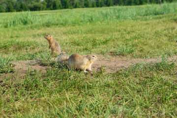 wild ground squirrels run in a clearing in nature, selective focus