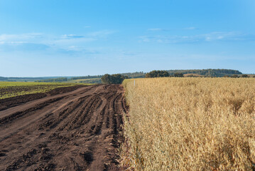 Fototapeta na wymiar landscape, ripe yellow oats on a blue sky background next to plowed land, selective focus