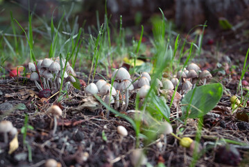 a group of many psilocybin gray mushrooms grow in nature, close-up