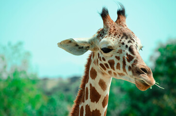 Portrait of a Giraffe