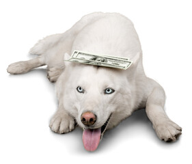 White Husky with Money on It's Head