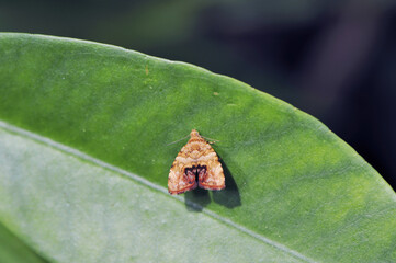 ガジュマルハマキモドキ（沖縄県・石垣島）

