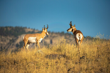 Pronghorn Rut
