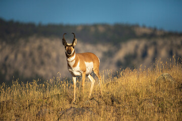 Pronghorn Rut