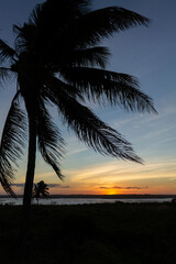 Obraz na płótnie Canvas Silhouette of palm trees at sunset. Holiday landscape.