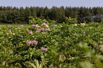 Obraz premium Green potato bushes in the field