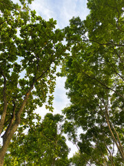 Fototapeta premium Green Tree