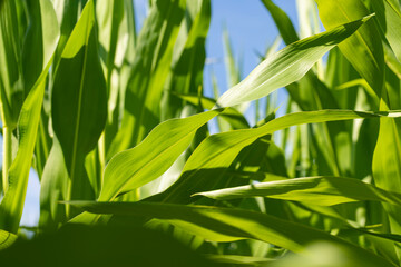 Fototapeta na wymiar Green corn in a field in the sunny summer season